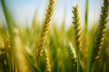 夏季农田中生长的小麦图片