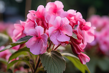 花园中的美丽鲜花图片