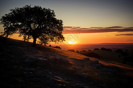 日落时的山顶孤树图片