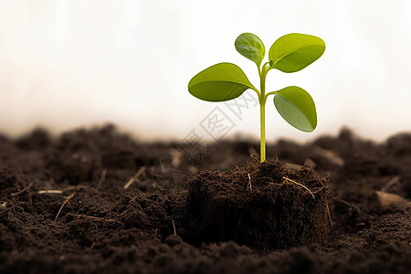 绿苗在泥土中生根发芽背景