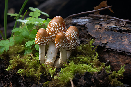 森林中生长的野蘑菇图片
