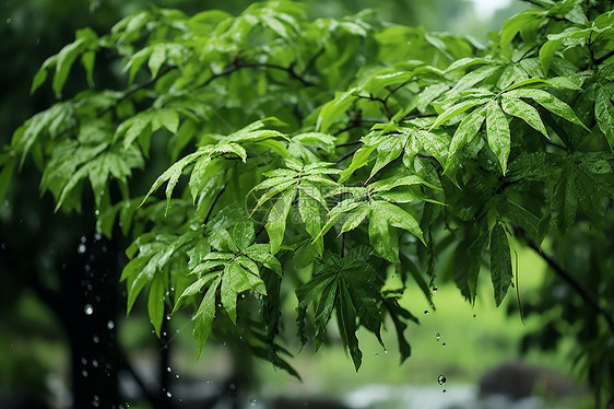 清静的季节图片