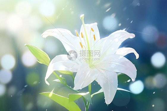 柔和的白色百合花插图图片