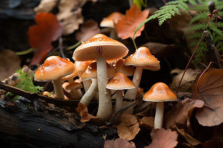 雨后林中生长的蘑菇高清图片