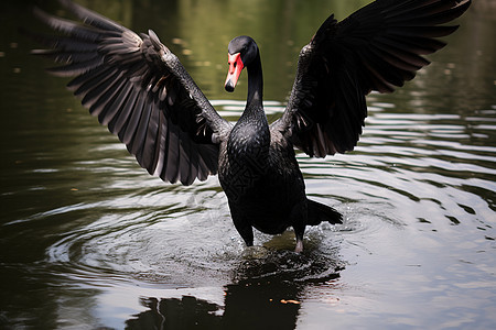 湖中展翅的黑天鹅图片