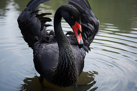 湖面上游泳的黑天鹅图片