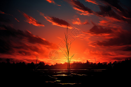 绚丽夕阳下的树林剪影背景图片