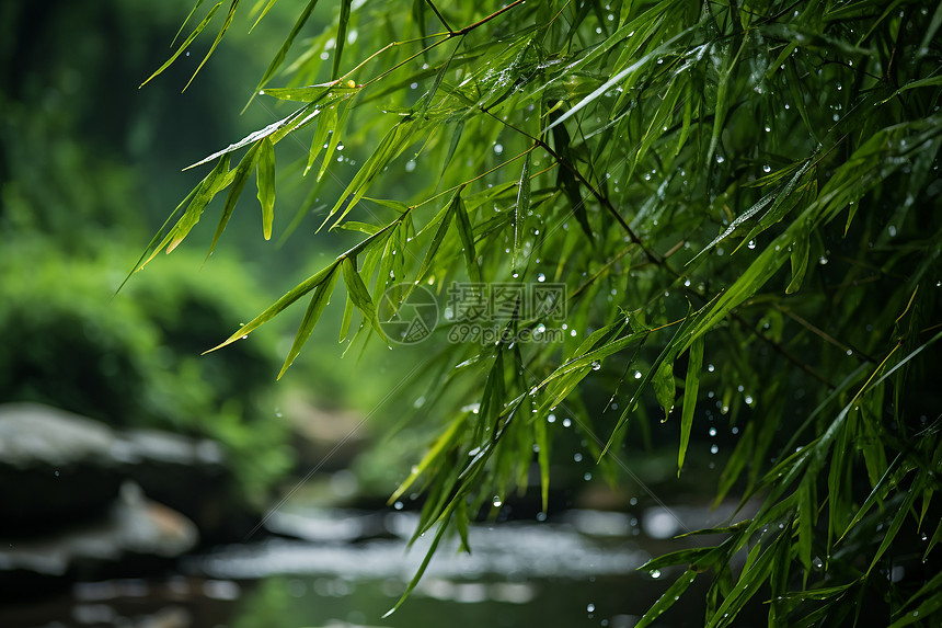 夏季雨中茂盛的竹林图片