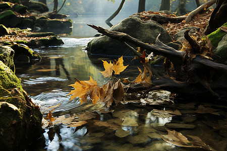 秋季树林小溪中的枯叶图片