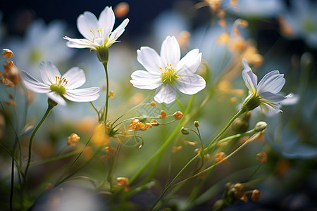 春季草地盛开的百蜜花图片