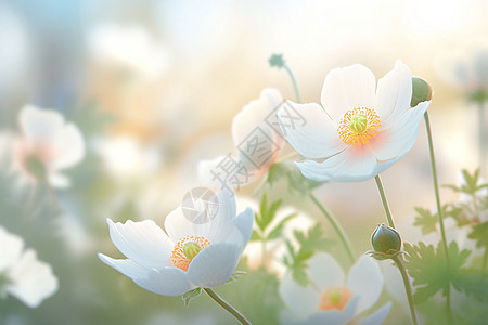 梦幻柔美的白色花朵图片
