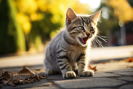 户外道路上的宠物猫咪图片