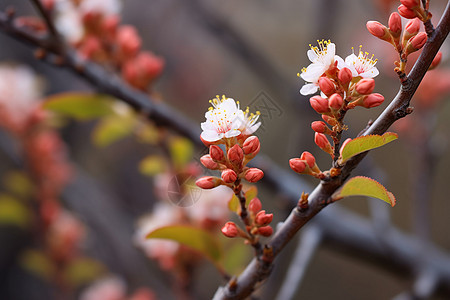 春季花园中绽放的梅花图片