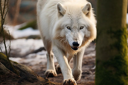 野生的孤狼动物图片