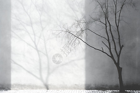 黑白风格的树木倒影背景图片