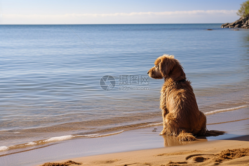 上的狗狗凝望大海图片