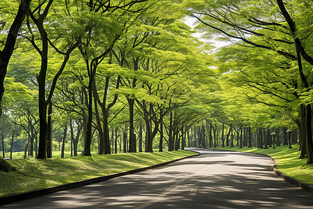 夏季翠绿的公园道路图片