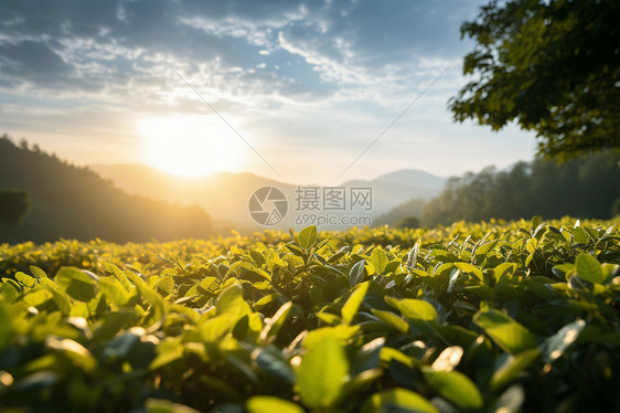 阳光下的茶园图片