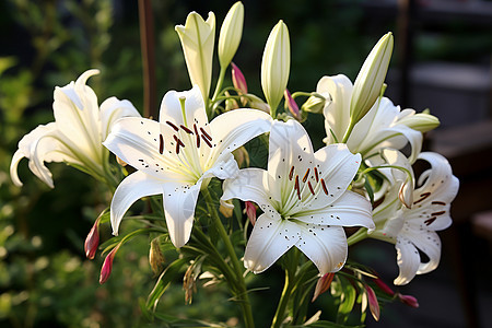 美丽的百合花图片