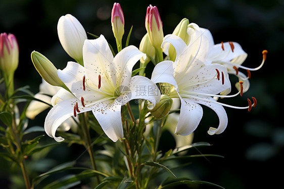 春日花园中的百合花朵盛开图片