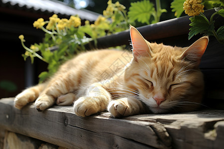 可爱的小猫在花盆旁的睡觉图片