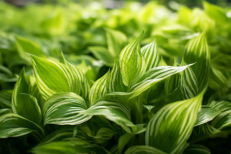 繁茂的植物图片