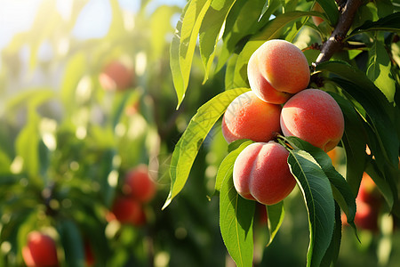 丰收的桃树背景图片