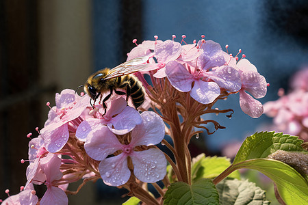 粉紫绣球上的蜜蜂图片