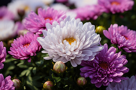 田野鲜花盛开图片