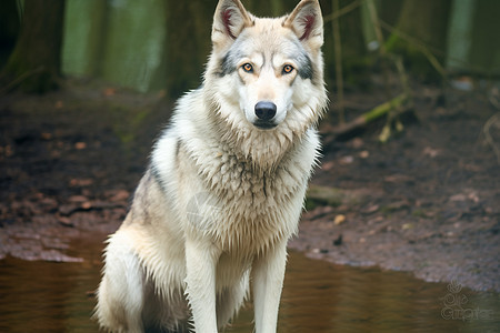 一只狼在郊外丛林中图片