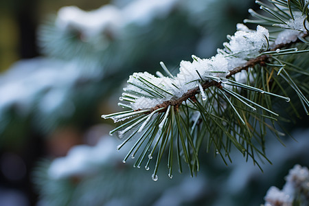 白雪覆盖的松树枝图片