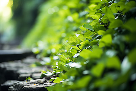 绿色生长的植物图片