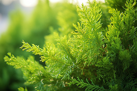 一棵绿色植物的特写图片