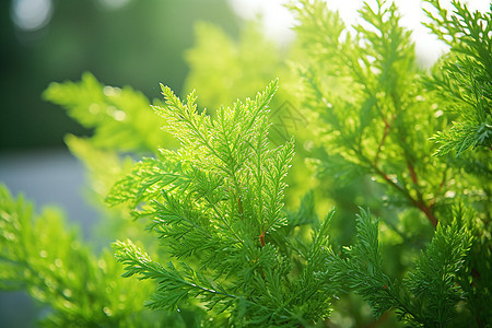 绿色的植物图片