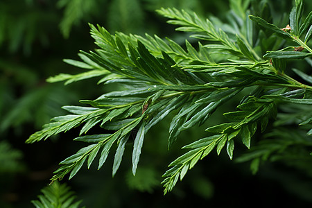 清新的植物背景图片