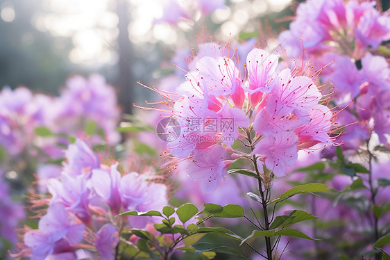 粉色花朵的田野图片