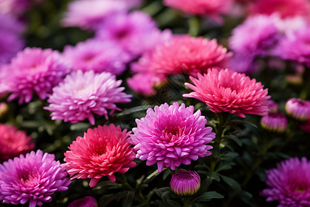 花海中的鲜花图片