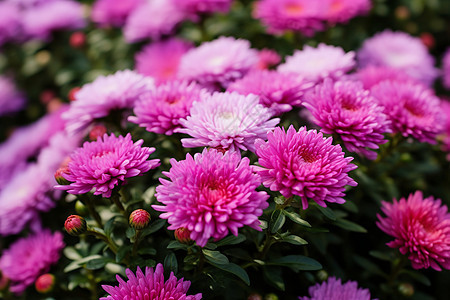 花海中绽放的紫色花朵图片