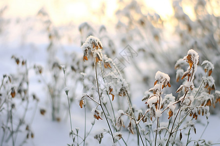 冬日阳光下的雪地植物图片