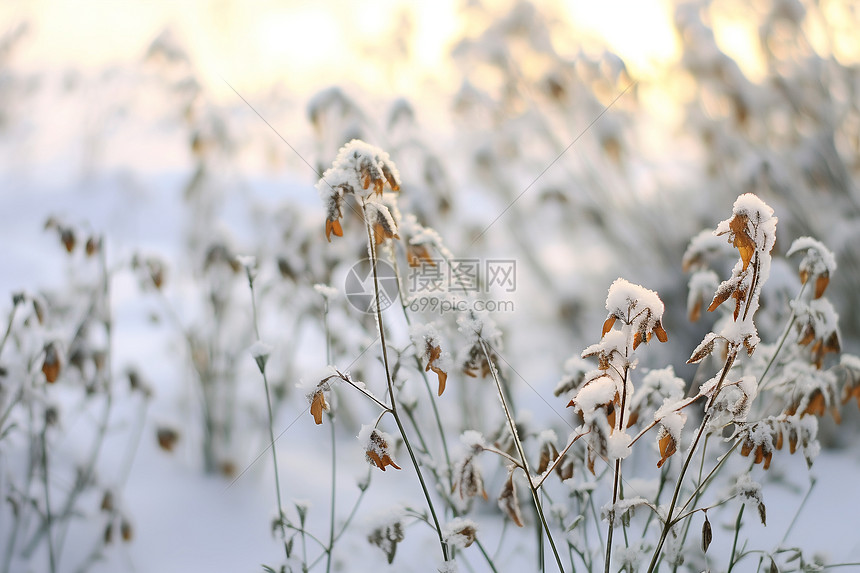 冬日阳光下的雪地植物图片