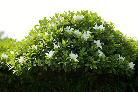 白色花丛中的植物图片
