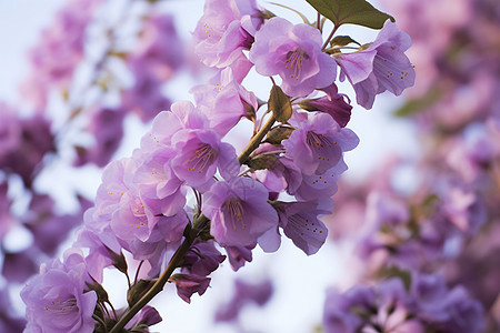 紫色花朵的近景图片