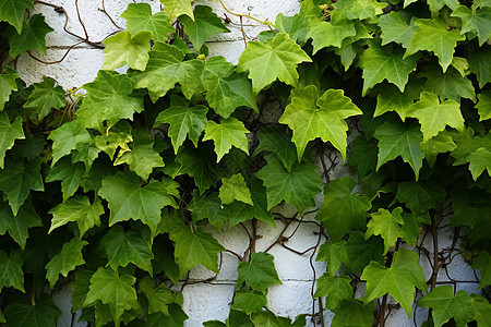 绿藤覆盖的白砖墙图片