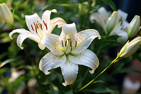 花园中的白百合图片