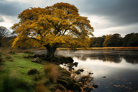 秋天湖岸的一棵树图片