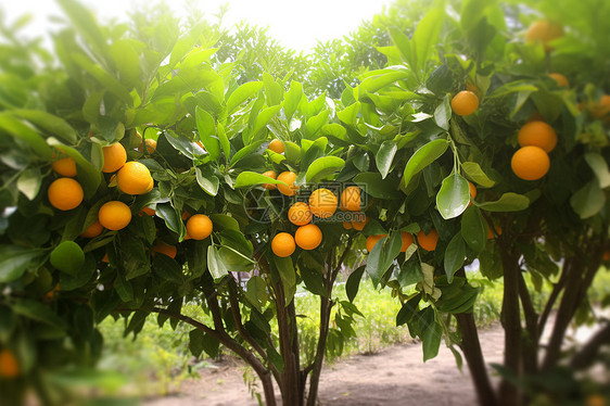 橙子挂满树上图片