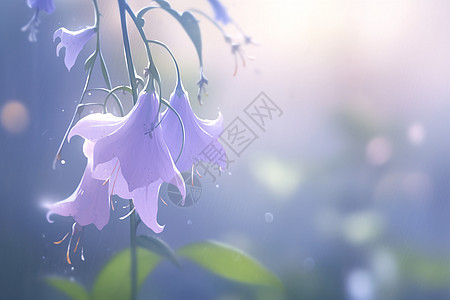 晨雾中的紫色花朵图片