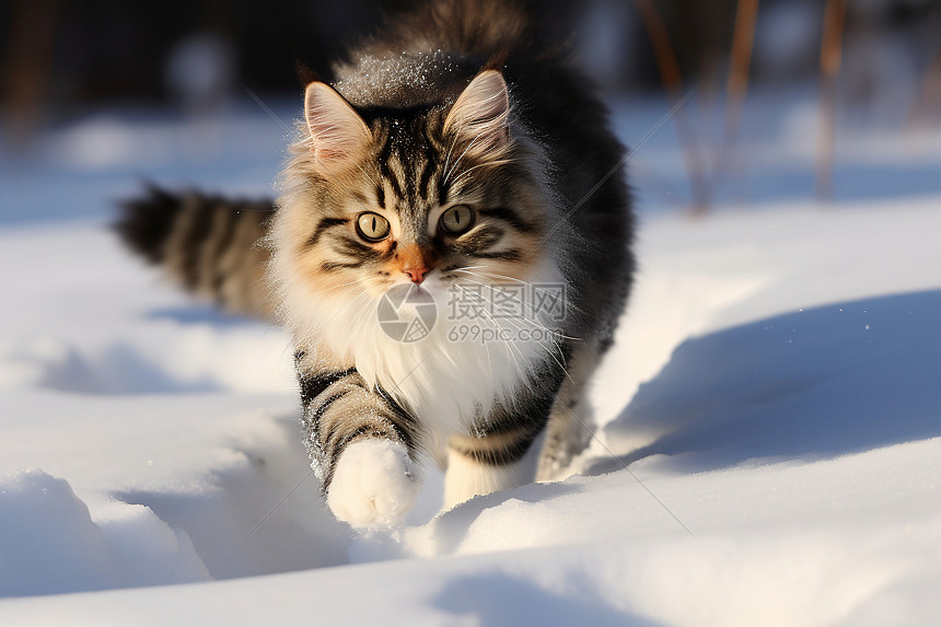 雪地中奔跑的猫图片