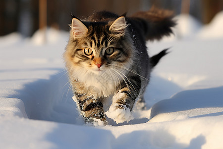 雪中漫步的宠物猫咪图片