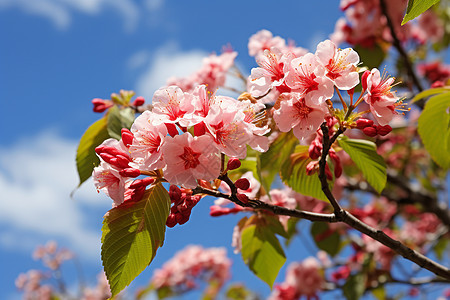 春日花开的樱花树图片
